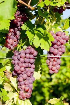 Vine Full Of Purple Grapes