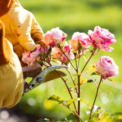 hands pruning rose 