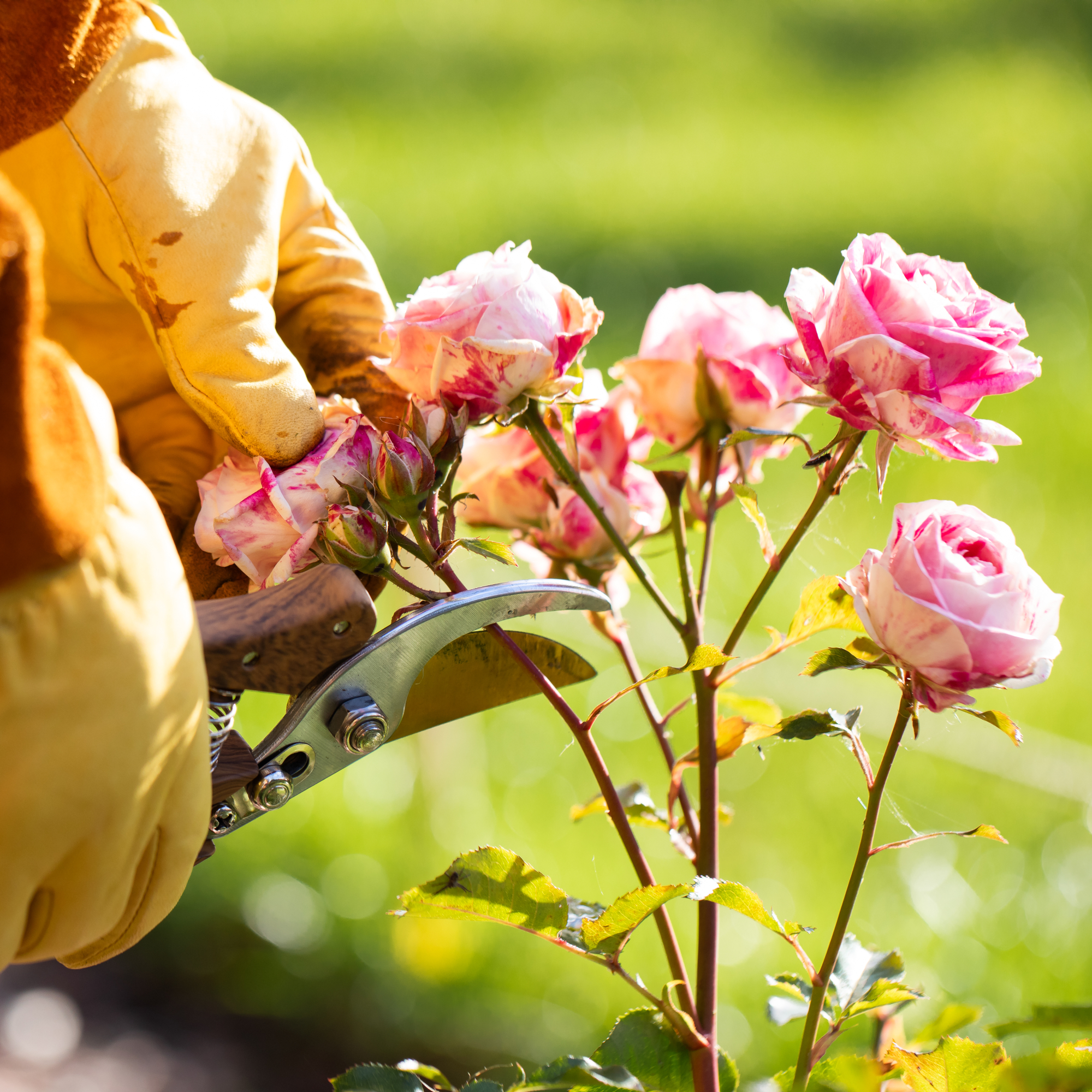 hands pruning rose 