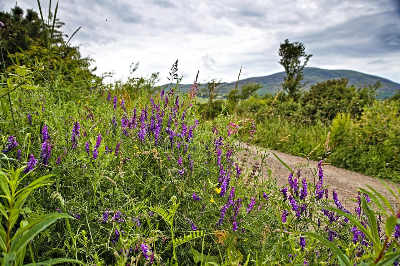 Purple vetch