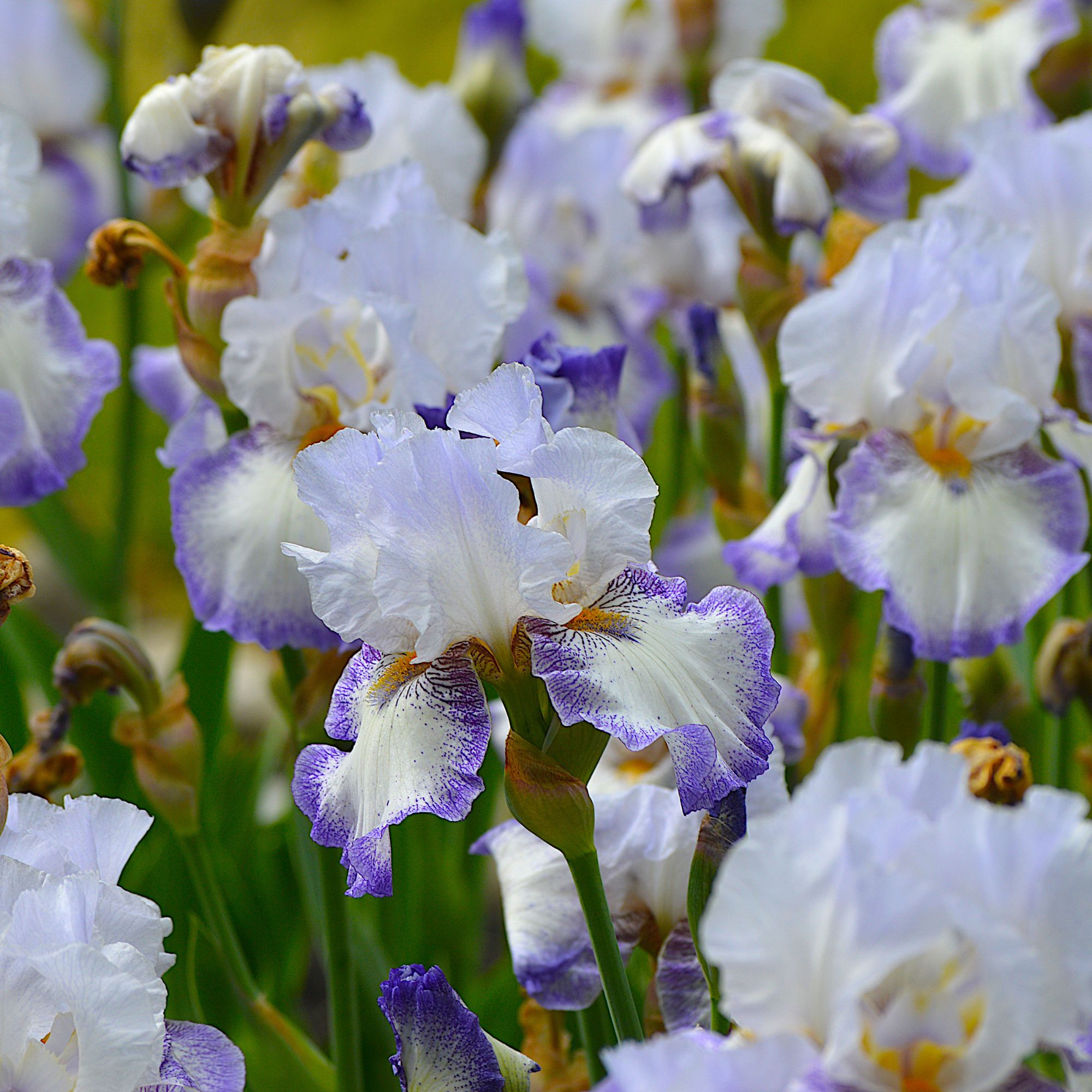 bearded irises