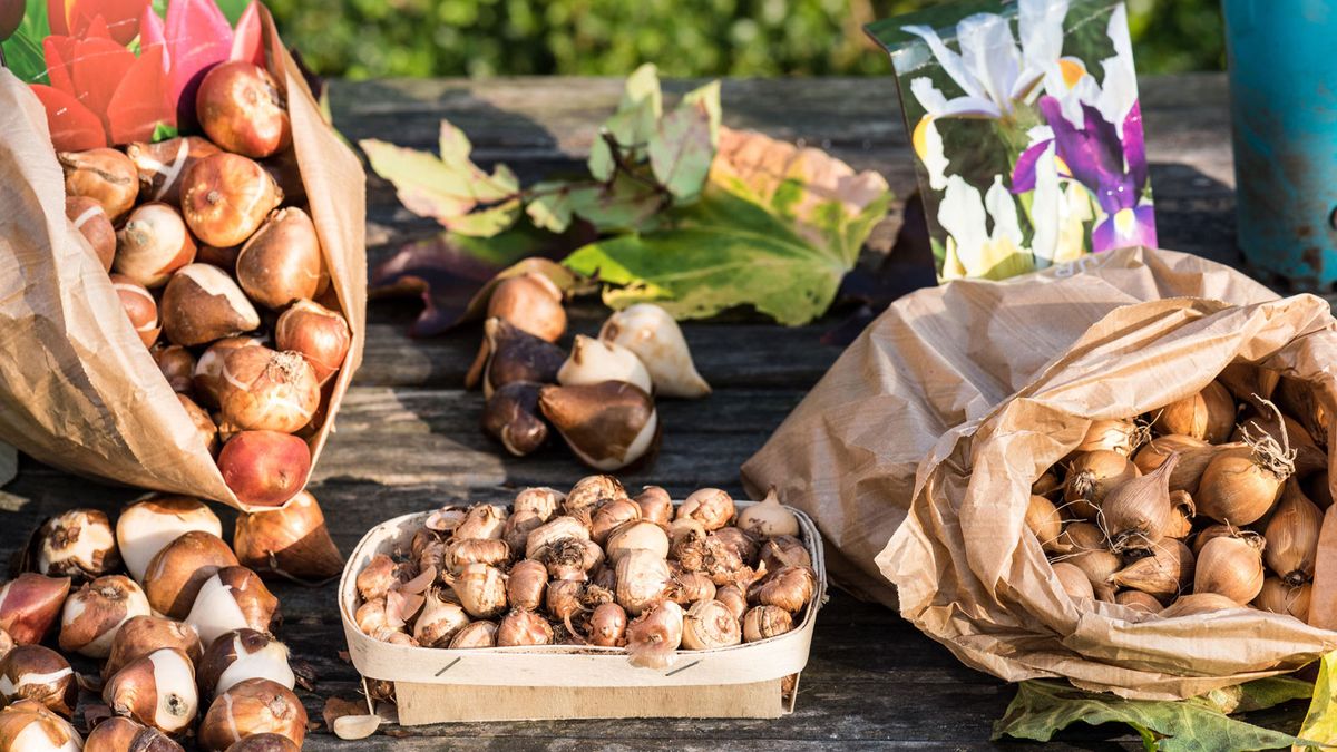 5 bulbes à fleurs à planter en octobre 