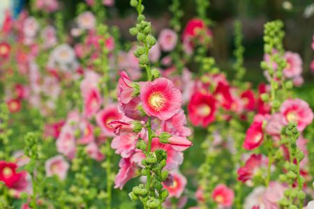 hollyhock