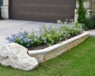 Raised stone front yard flower bed ideas with pale blue plumbago flowers surrounded by lawn.