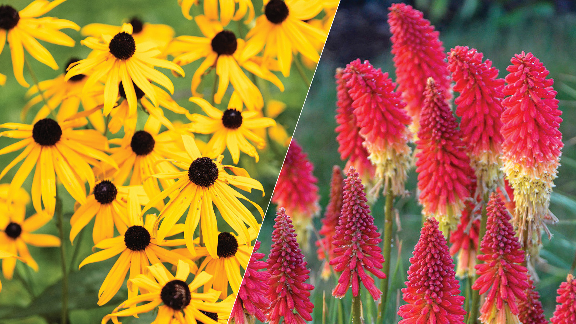 Black eyed Susan paired with red hot poker