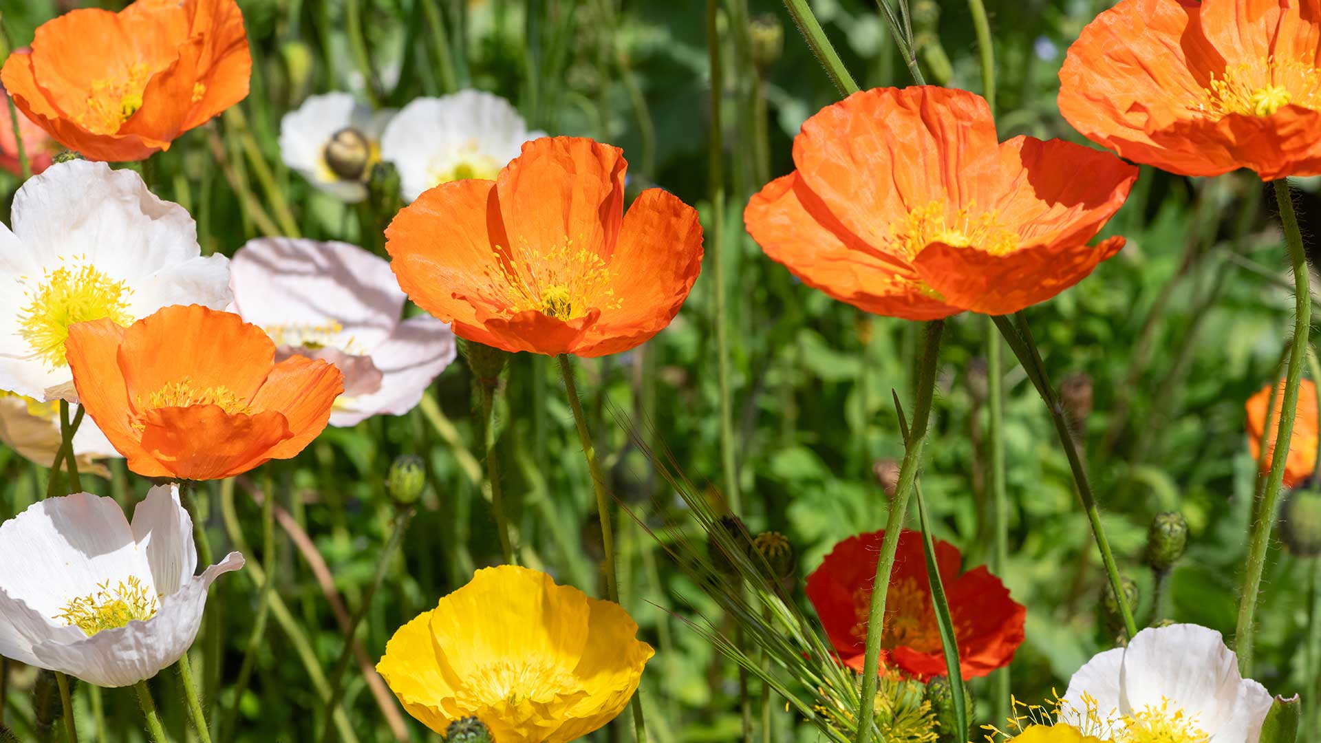 Icelandic poppies