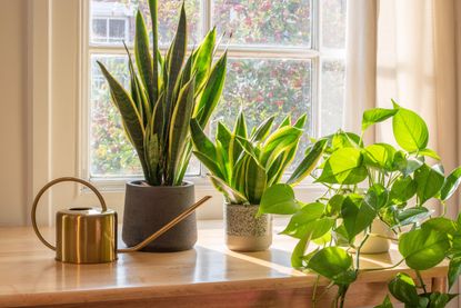 A window sill with an assortment of houseplants