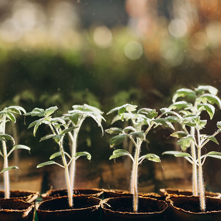 How long do tomatoes take to grow? Your questions answered Ideal Home