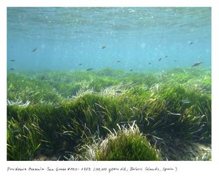 Posidonia Oceania Sea Grass #0910-0753 (100,000 years old, Balearic Islands, Spain).