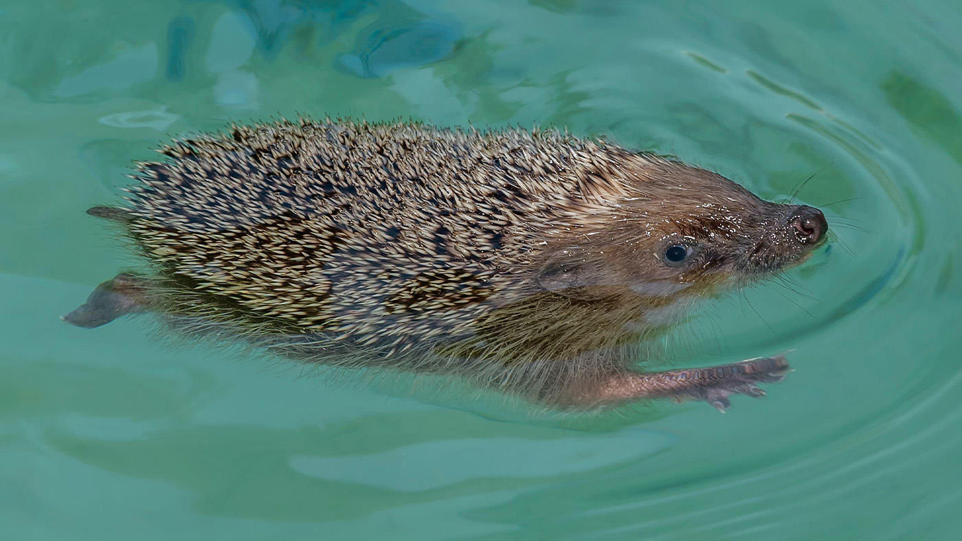 Hedgehog swimming