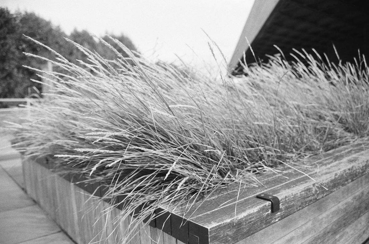 Sample image of Kentmere Pan 200 showing close-up textures of grass in a wooden planter.