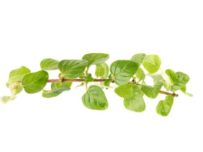 Oregano Cutting