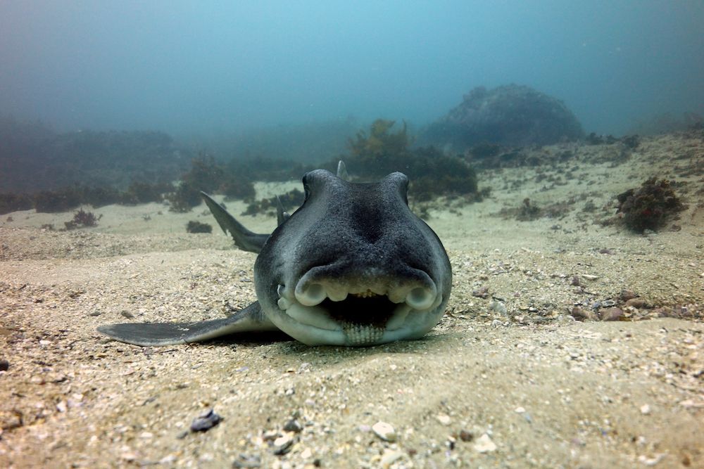 Climate Change Is Making Sharks Right-Handed | Live Science