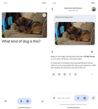 Google Gemini identifying dog breed