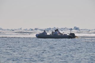 scientists in Bering sea radio-tag walruses