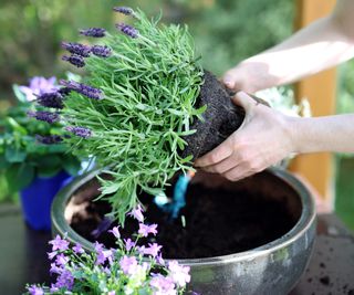 Planting lavender in pots