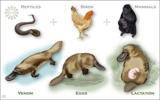 illustration depicting multiple platypuses
