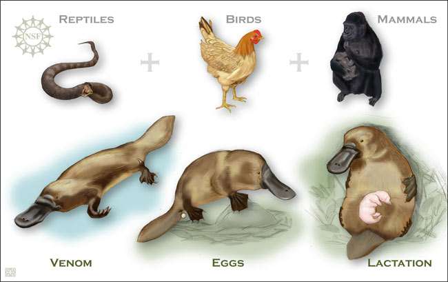 illustration depicting multiple platypuses