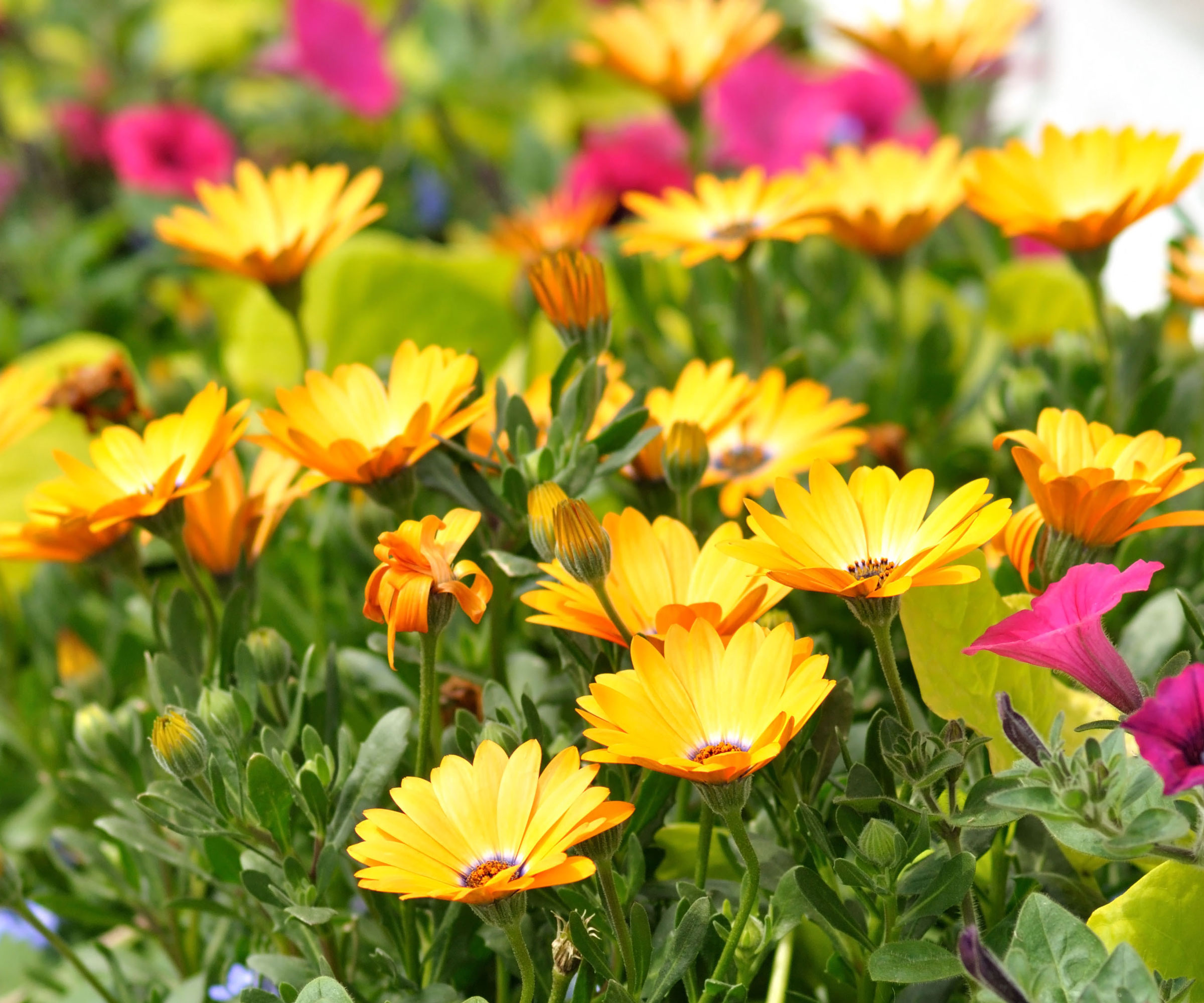 calendula plants with golden yellow petals in mixed bed of flowers