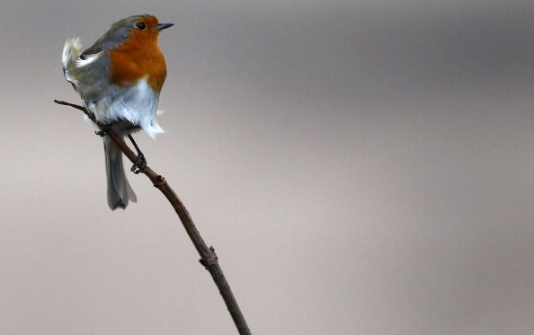 Climate change is changing how birds look.