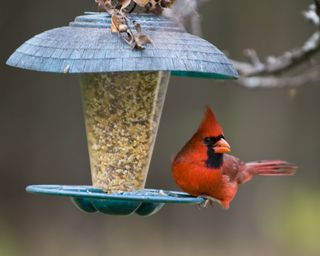 Cardinal resting at bird feeder