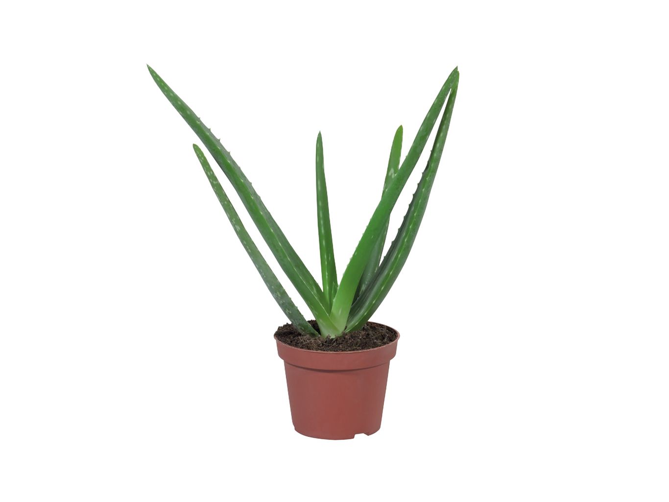 Lidl are selling the most Instagrammable house plants for just £2.99