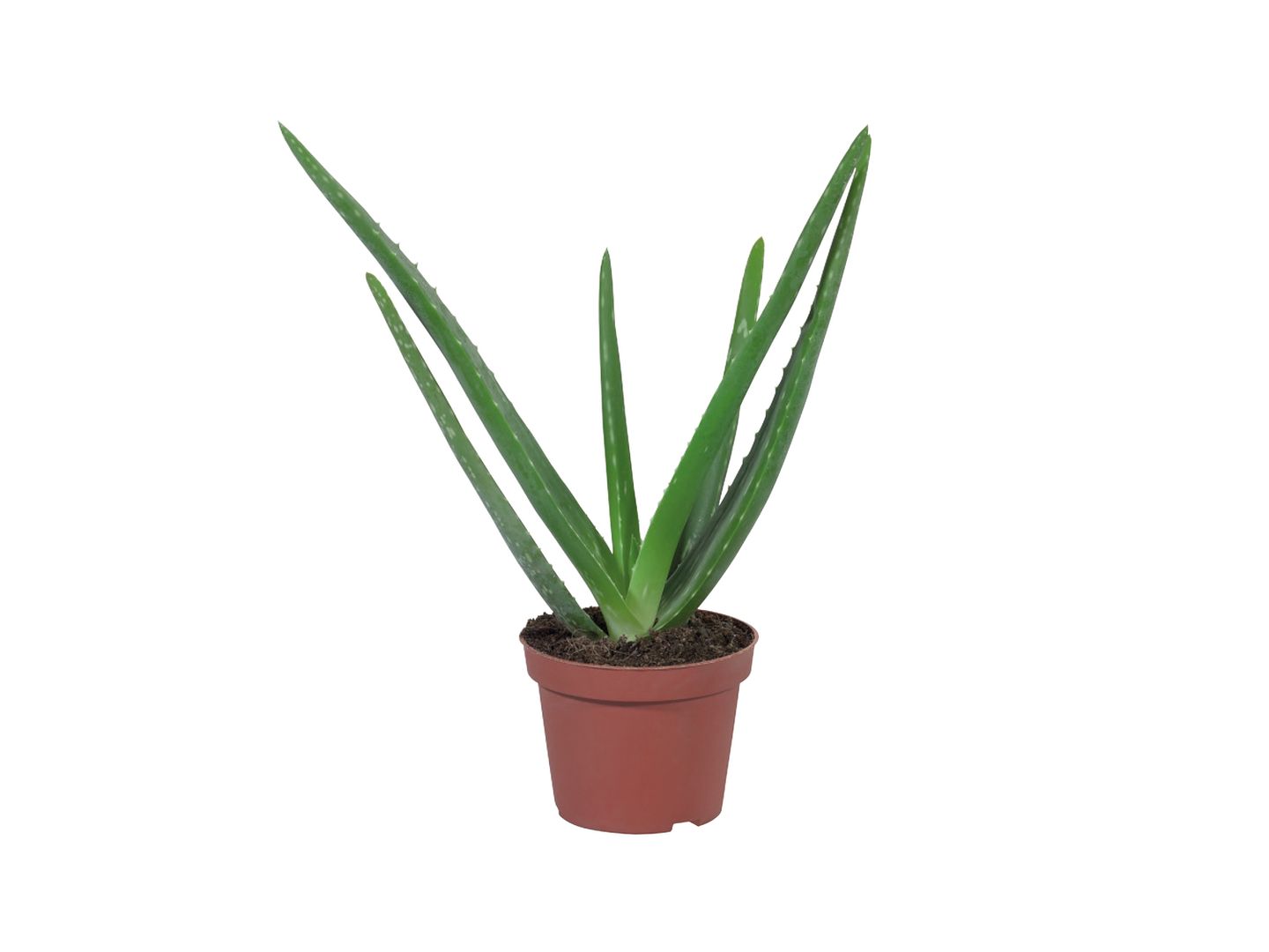 Lidl are selling the most Instagrammable house plants for just £2.99