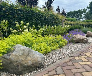 Yellow-green bushes in a row along brick path