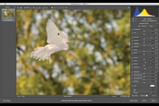 How to photograph birds in flight