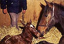 mare_foaling.jpg