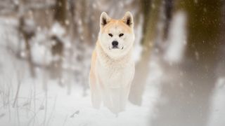 Akita dog in the snow