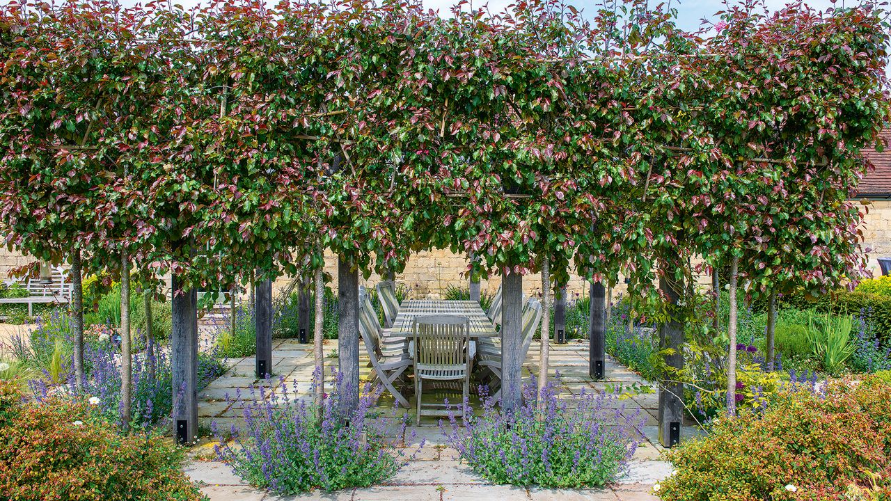 Garden zoning - outdoor dining space surrounded by pleached trees by Fi Boyle Garden Design