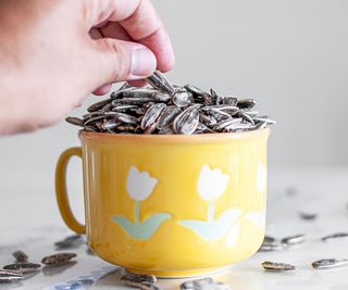 sunflower seeds being lifted from a cup