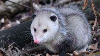 Best exotic pets - Short-Tailed Opossum out in the wild