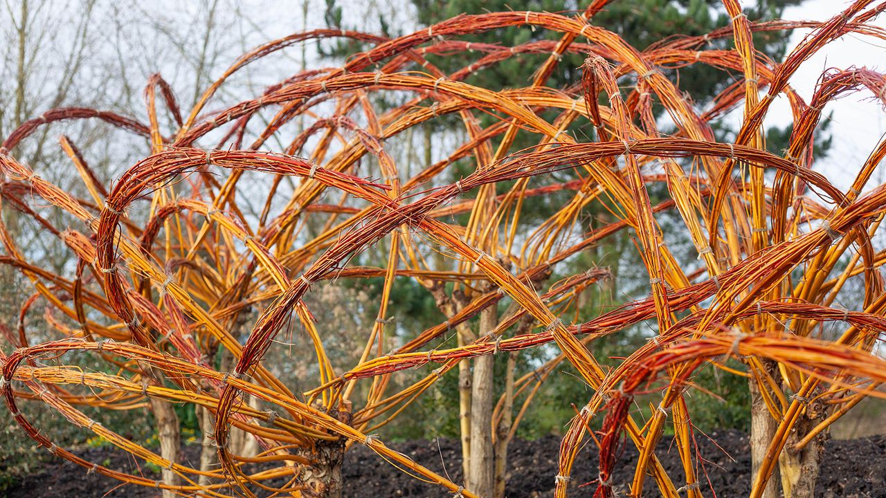 onderful Garden sculpture of Golden Willows /Salix alba vitellina &#039;Yelverton&#039; varieties at RHS Hyde Hall