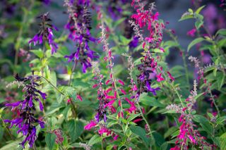 Summer carnival salvia collection by Sarah Raven