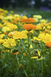 Calendula officinalis 'Fiesta Gitana Mixed' from Thompson &amp; Morgan