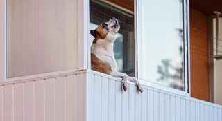 Boxer dog on balcony howling