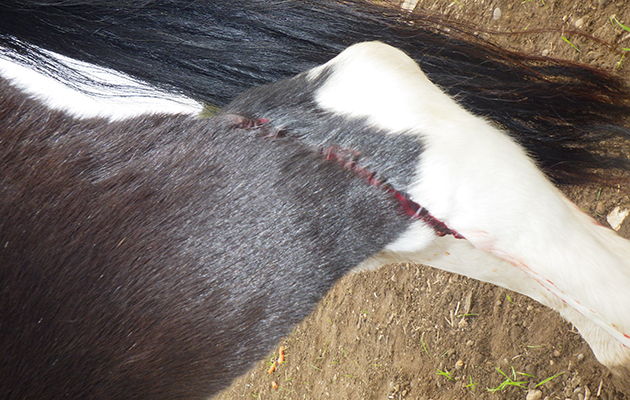 dumped horse RIMG0017