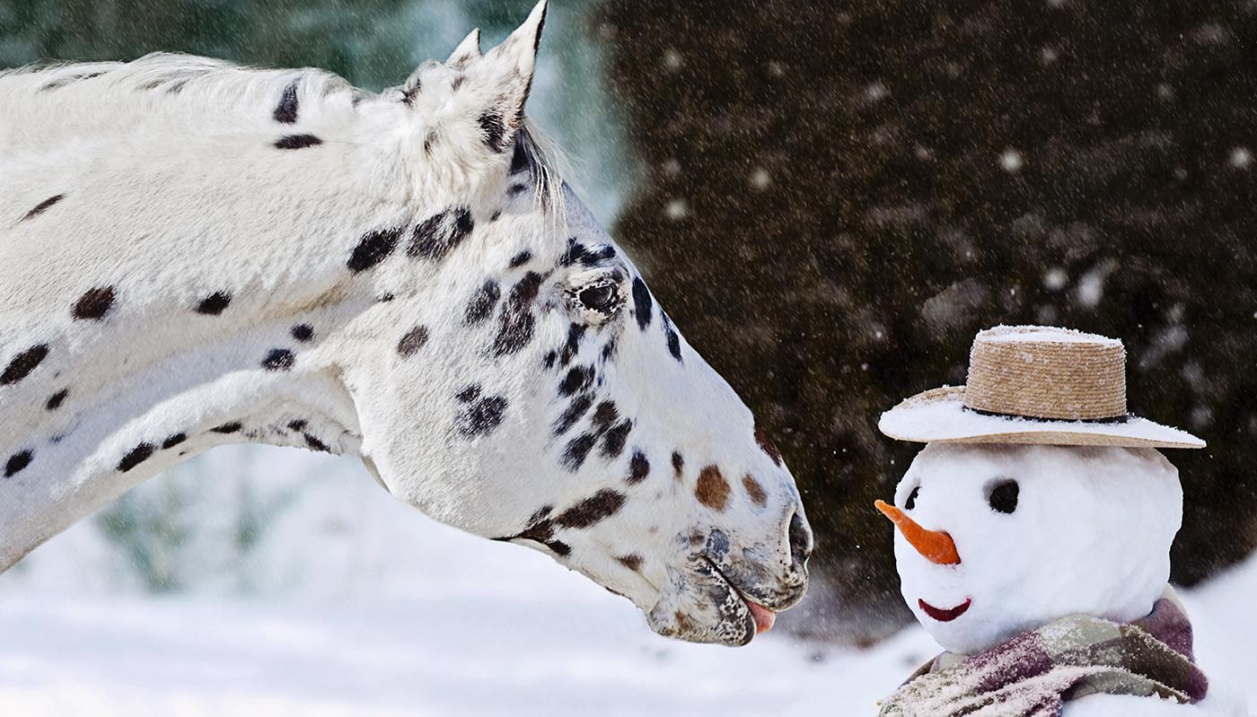 Appaloosa takes carrot from snowman