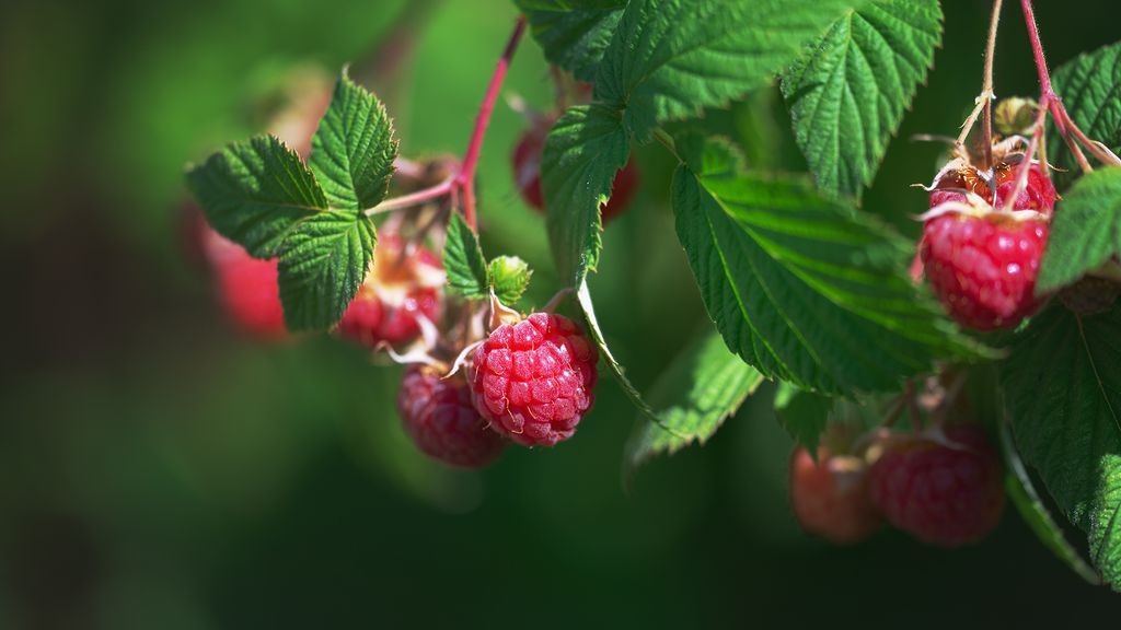 How To Prune Raspberry Bushes | Homes & Gardens