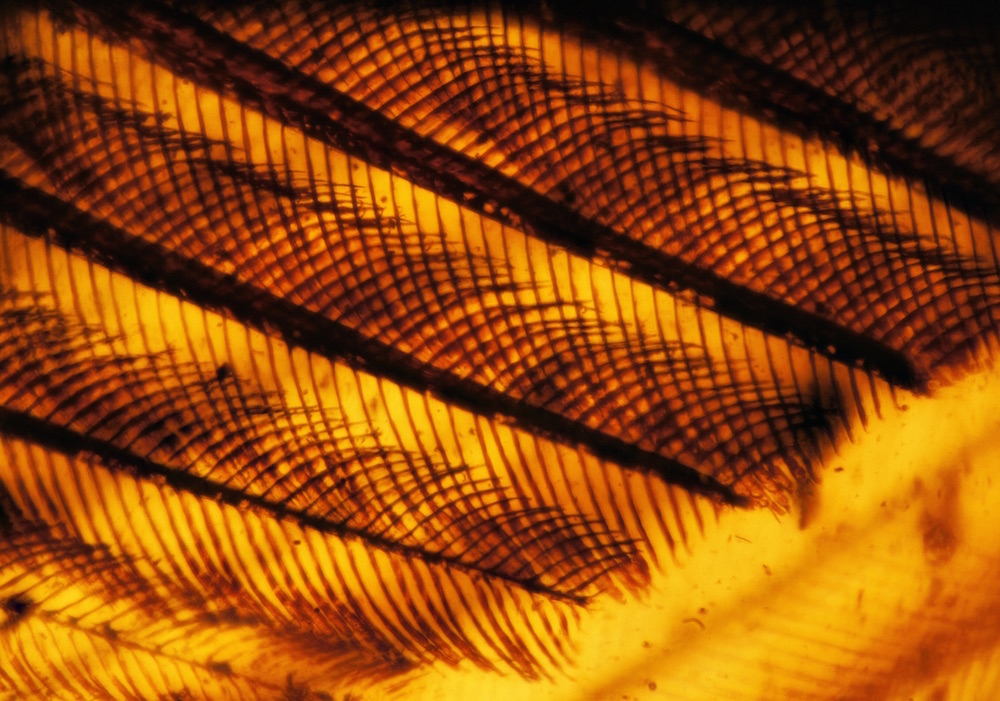 Mummified Bird Wings