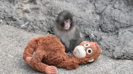 Baby monkey with an orangutan plush