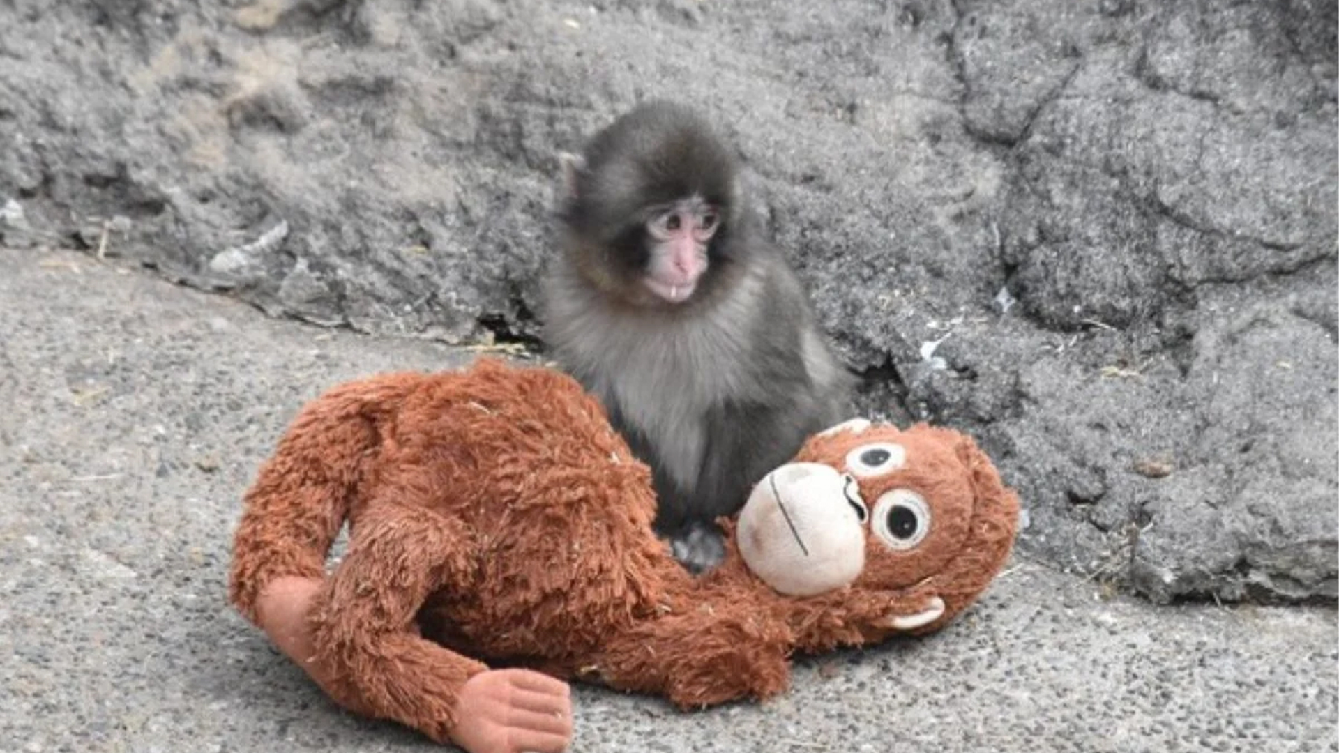 Baby monkey with an orangutan plush