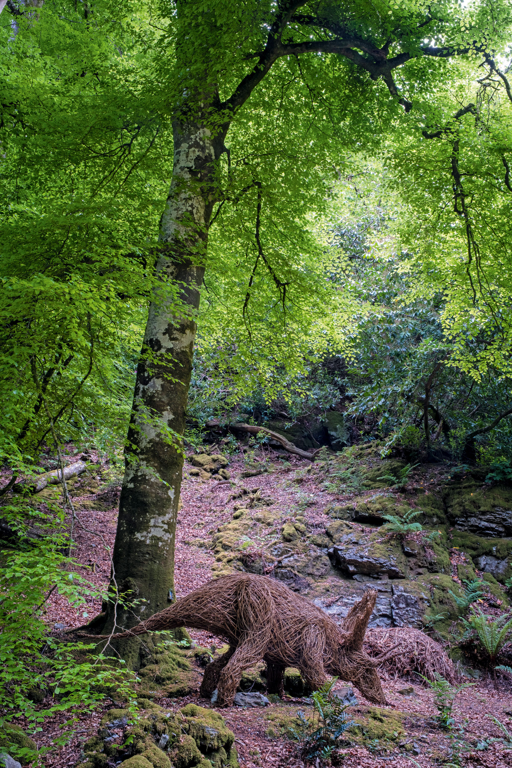 The fernery at Canonteign Falls, Devon, as seen in Country Life in April 2026