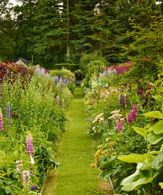 Flower bed ideas lining a grassy garden path, with pink and purple lupins and plenty of foliage.