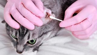 A vet applying topical treatment to a cat's ear