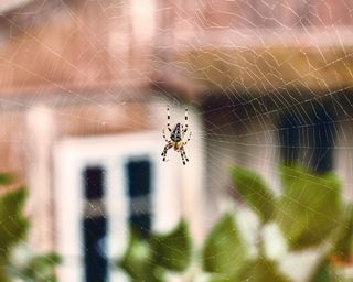 Spider in his cobweb on an old house background