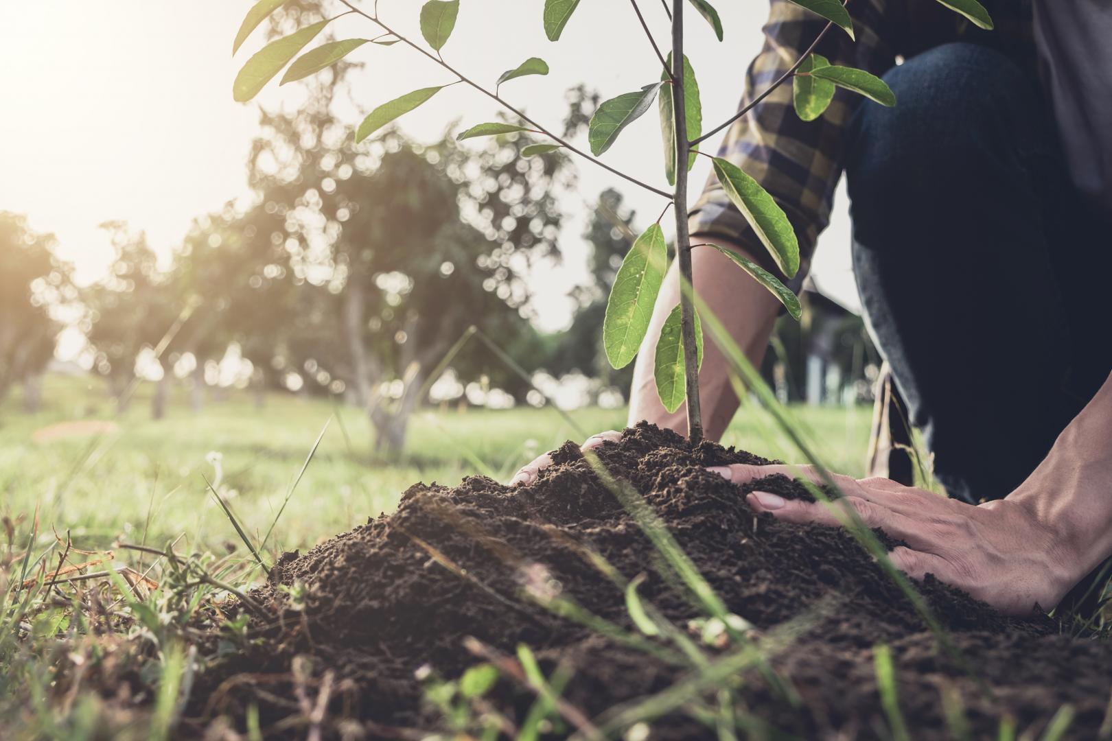 ecosia, die nachhaltige Suchmaschine