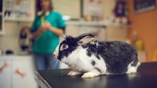 Rabbit at the vet